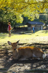 curious deer under tree shades looking right directly at you