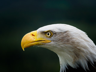 Seeadler Kopf im Profil mit geschlossenem Schnabel