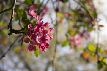 Obraz premium Kirschblüten