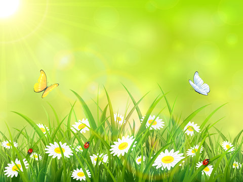 Green nature background with sun and butterflies
