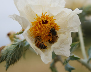 pollinator intoxication