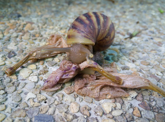 snail eating flowers scrap