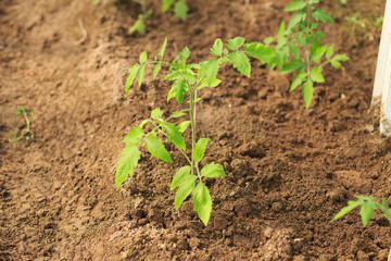 Plant a sapling a tomato bush in the greenhouse