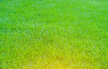 green grass natural background texture