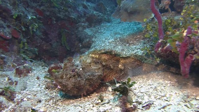 Scorpionfish in Caribbean sea
