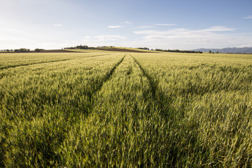 Wheat growing in a field under the tuscan sun