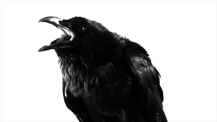 Black Raven. Macro. - Powered by Adobe