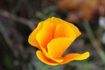 Naklejka premium Blume, Gelb, Makro