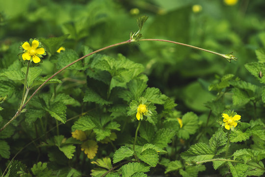 Indian strawberry, mock strawberry flowering tendrils in the bac