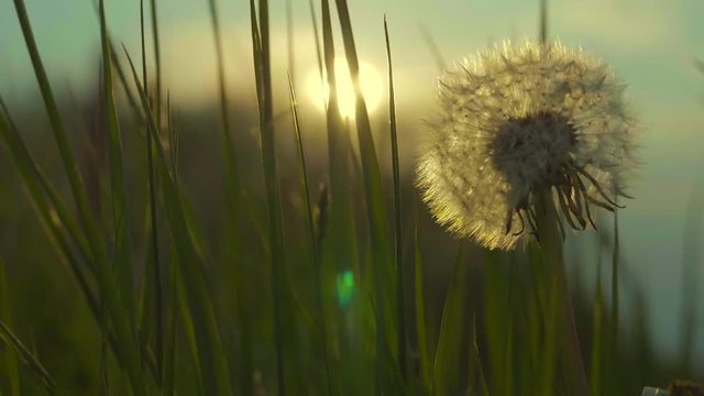 Dandelion and the Grassland Macro Closeup Slow Motion Footage During Sunset
