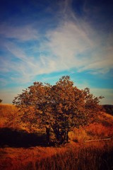 Obraz na płótnie Canvas Herbst, Baum, Wolke, Himmel, Liebe,abenrot