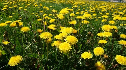 Obraz premium Dandelions in meadow 