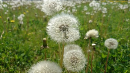 Meadows: green and white