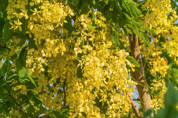 Cassia fistula yellow flower. Golden Shower Tree with branch for beautiful background