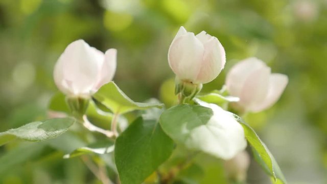 Spring flowers of Cydonia oblonga 4K 2160p 30fps UltraHD footage - Quince tree branches on the wind 3840X2160 UHD video 