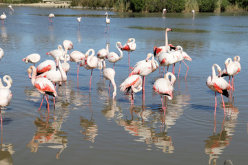 Flamants roses Camargue