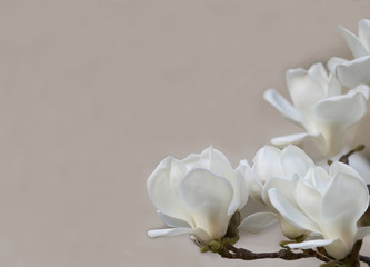 Naklejka premium Delicate white magnolia flowers for wedding invitations, advertisements, posters, signs, and other great ideas and concepts. horizontal background.
