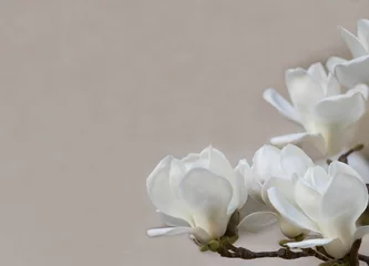Gardinen Zarte weiße Magnolienblüten für Hochzeitseinladungen, Anzeigen, Poster, Schilder und andere tolle Ideen und Konzepte. horizontaler Hintergrund. © notistia