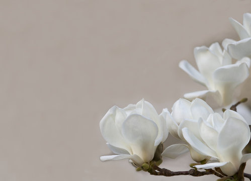 Fototapeta  Delicate  white magnolia flowers   for wedding invitations,  advertisements, posters, signs, and  other great ideas and concepts.  horizontal background.