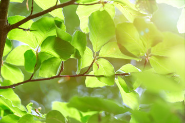 Fototapeta na wymiar green tree leafes