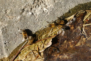 Wildbienen, Seidenbienen suchen Schlamm für den Bau ihres Nestes, Colletes cunicularius