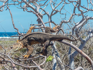 Galapagos land iguana (Conolophus subcristatus) on a tree Santa Cruz Island Galápagos Ecuador