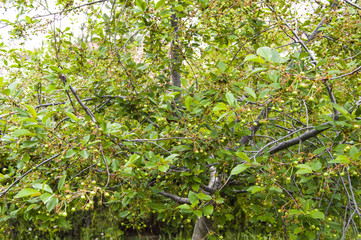Fresh ripe cherry pictures on the cherry tree
