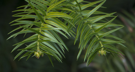 Monkey Puzzle Tree, Chilean pine, Araucaria araucana