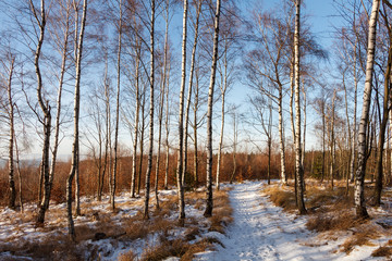 Ścieżka w lesie w zimie o zachodzie słońca