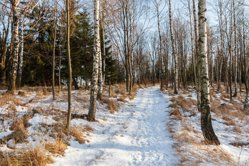 Ścieżka w lesie w zimie o zachodzie słońca