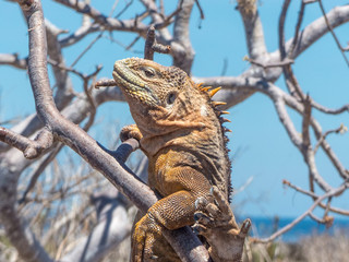 Galapagos land iguana (Conolophus subcristatus) on a tree Santa Cruz Island Galápagos Ecuador