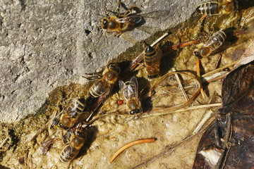 Wildbienen, Seidenbienen suchen Schlamm für den Bau ihres Nestes, Colletes cunicularius