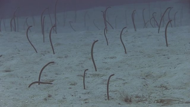 Garden eel in the bottom of Caribbean sea