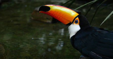 Toucan bird on the forest