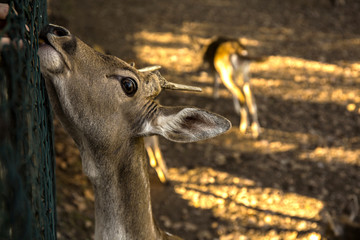 Feeding young deer