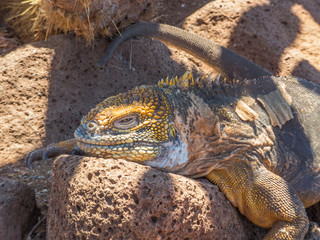 Galapagos land iguana (Conolophus subcristatus) chillin’ in the shadow Santa Cruz Island Galápagos Ecuador