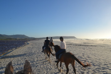 horse by the beach