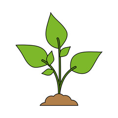 color image cartoon plant with leaves in growth vector illustration