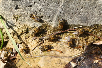 Wildbienen, Seidenbienen suchen Schlamm für den Bau ihres Nestes, Colletes cunicularius