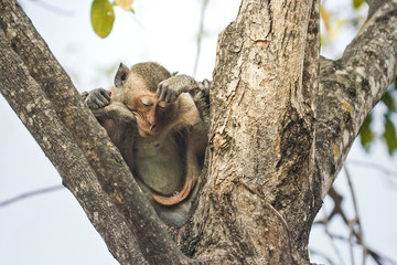 sleepy monkey on the tree in holiday