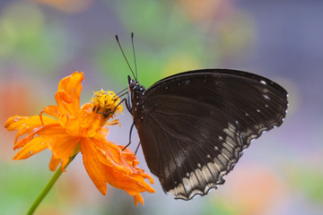 butterfly with beautiful bokoh