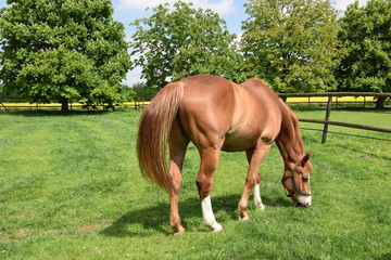 Fototapeta premium Pferdestute auf der Weide