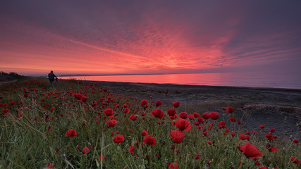 Fototapeta na wymiar Seascape. Photographer shooting a beautiful sunrise in a field of poppies. Beach town of Burgas, Black Sea, Bulgaria.