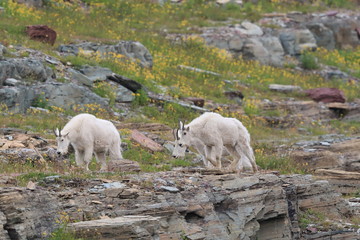 Mountain Goat Oreamnos Americanus Glacier National Park Montana USA