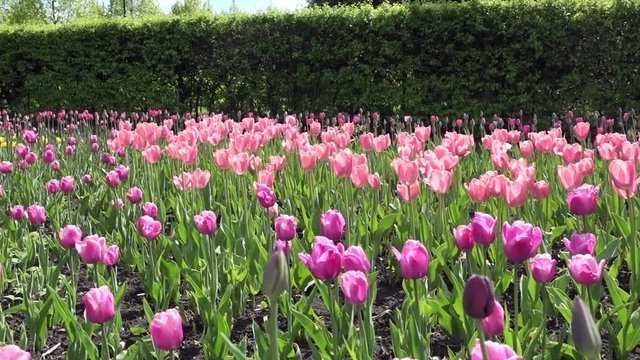 Fresh flowers pink and purple tulips. Close up. Full hd video, 1080p