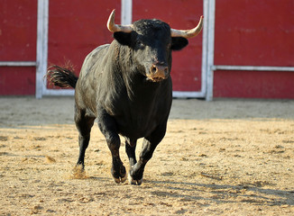 toro