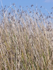 Fototapeta premium Grains Wisping in the Wind
