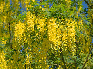 Goldregen, Laburnum, Bohnenbaum