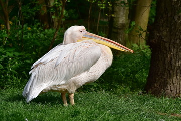 great white pelican Pelecanus onocrotalus