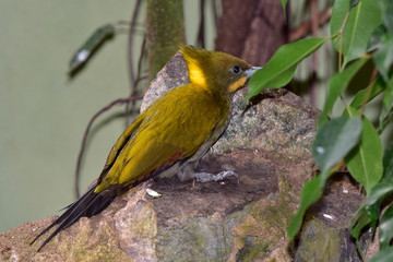greater yellownape bird